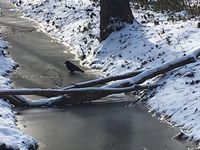 Quelques bois sur la glace des rigoles, un oiseau et la neige sur les rives.