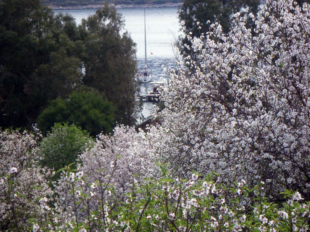 Mouillage au milieu des pâturages et amandiers en fleur dans la profonde crique de Serçe Limani, abritée de tous les vents. Toute la côte regorge de mouillages bien protégés...