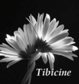 Tibicine, femme et poète