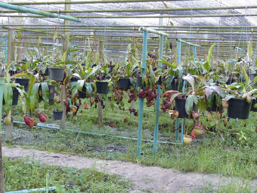 Rayong Smile Plants