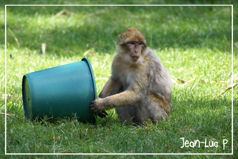 diaporama d'images d'animaux réalisées dans la nature ou en parcs animaliers