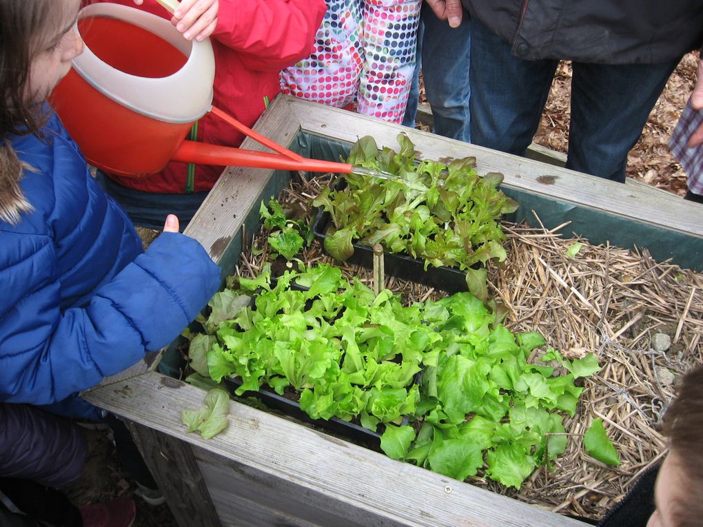 Jardin des 4 saisons - la salade est plantée