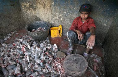 Poverty and child labor : a vicious circle