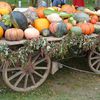 Courges ou Cucurbitacées