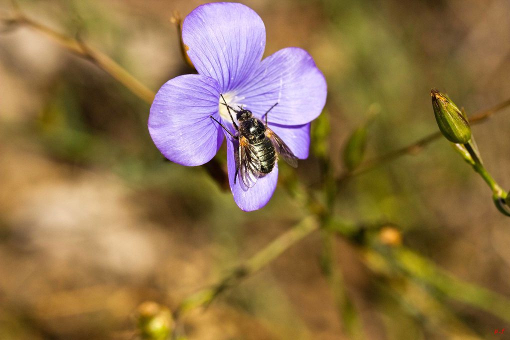 Insectes Juin et juillet 2020