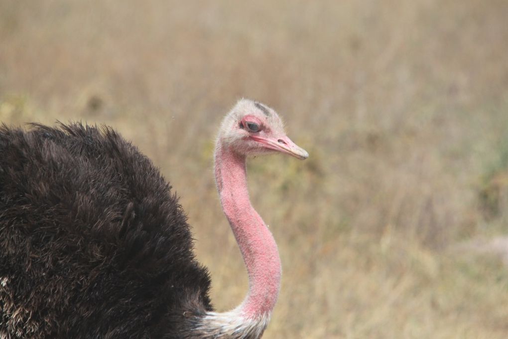 Album - 7.2 Ngorongoro