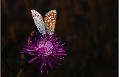 UN DIMANCHE PAPILLONNANT