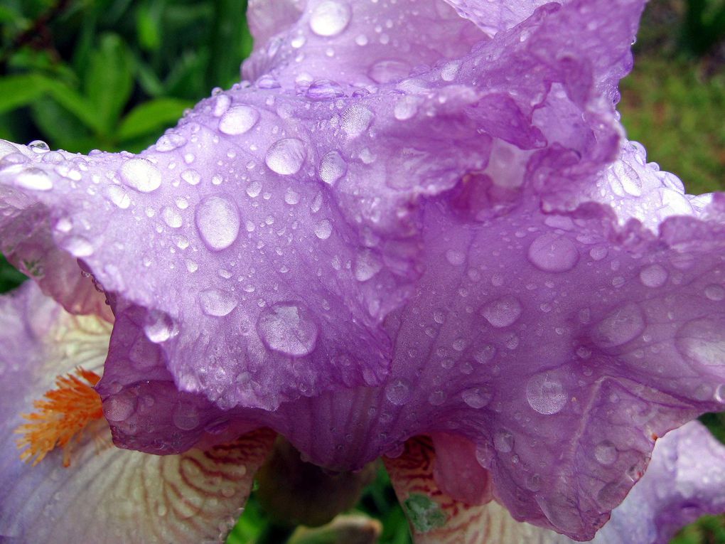 Photos diverses de fleurs et plantes de mon jardin, pour la plupart... en toutes saisons.