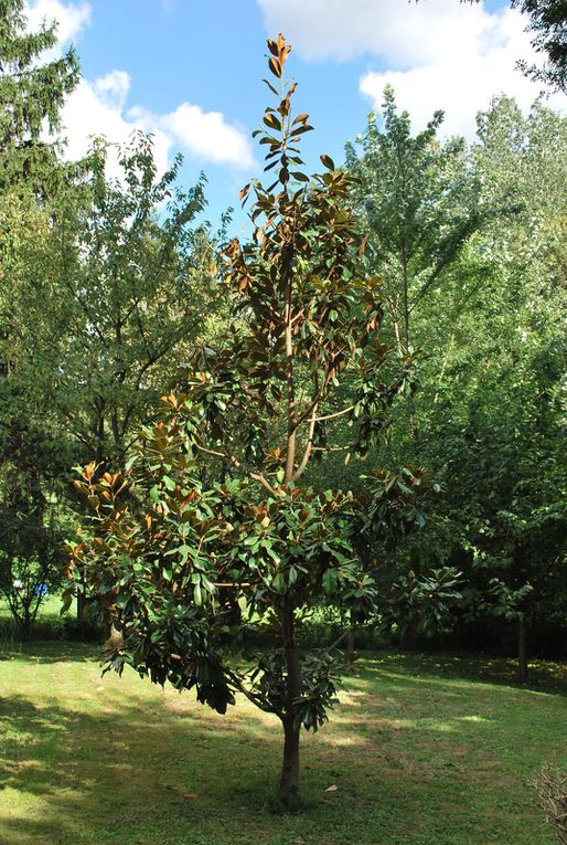 Un peu de taille: les haies, l'arbre à kaki (pas montré ici), les arbustes près de l'abri à bois, le magnolia grandifolia (pour une forme conique). Le massif situé entre le frêne et la source a été nettoyé.