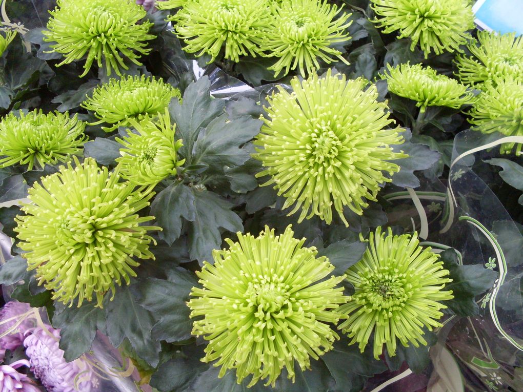Album - chrysanthemes