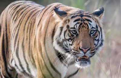 Les tigres de Bandhavgarh, INDE