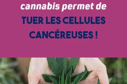 Comment le CBD provoque-t-il la mort des cellules cancéreuses ?