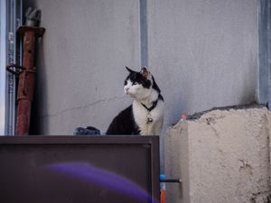 Des chats de Montreuil