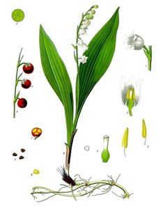 Muguet de mai