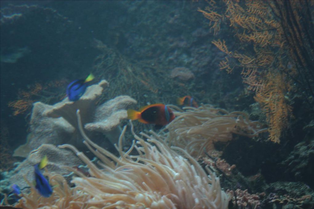 L'aquarium des Lagons de Nouméa. Un délice pour les yeux. Un pur émerveillement tous ces poissons colorés. Les coraux phosphorescents, un mystère envoutant. Une véritable évasion... 