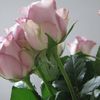 Les fleurs du dimanche matin - roses vieux rose