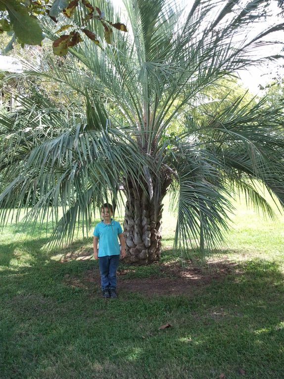 Album - Sur-la-route-des-plantations