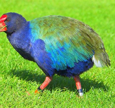 Oiseau disparu depuis 1898, le Takahé est de retour