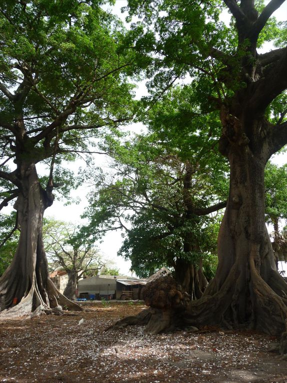 Album - La casamance