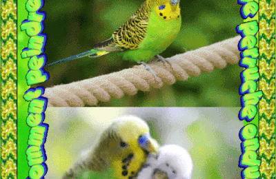 Dessin et peinture - vidéo 4530 : Comment dessiner puis peindre une Perruche ondulée 2/2 ? - encre et aquarelle. 