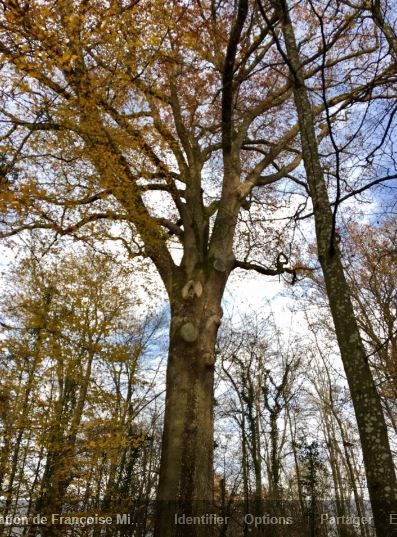 582. Jeudi 24 novembre : la forêt de Chôqueuse.