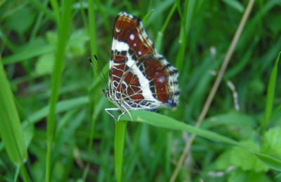 Quel est ce papillon ???