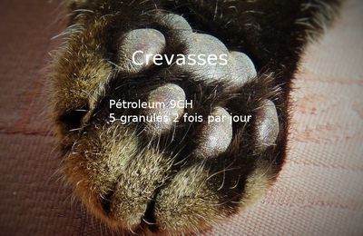 Crevasses et fissures des coussinets du chat