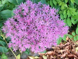 Sedum spectabile