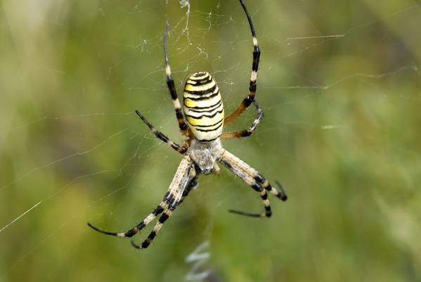 Photos d' animaux&nbsp; prises dans le Parc Naturel de la For&ecirc;t d'Orient