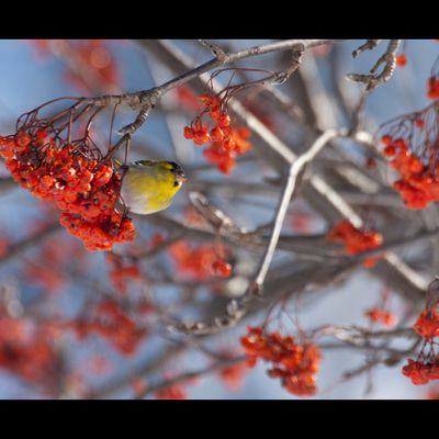 Fringale hivernale.