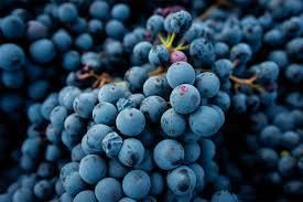#Lambrusco Producers New Hampshire Vineyards