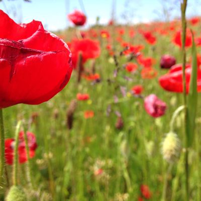 Coquelicots à gogo...