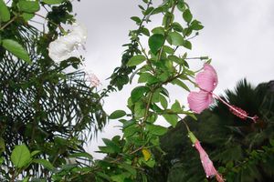 La fleur du mercredi : l'hibiscus