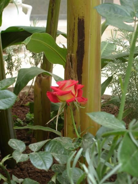 Avec les derniers jours de forte chaleur, les plantes s'épanouissent à merveille pour notre plus grand bonheur. Nous avons aussi à coeur de les bichonner