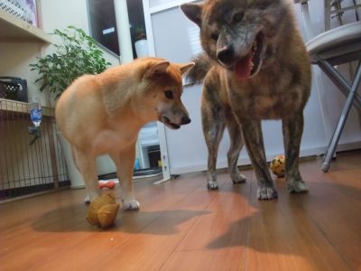 shiba inu bringé, brindle shiba inu, article complet sur http://shiba.fr