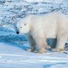 La peau de l'ours ne pourra plus être vendue