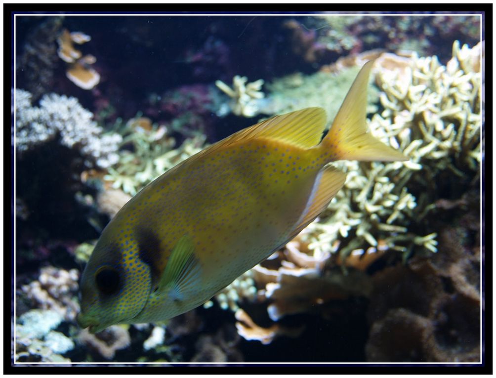 Echantillons de la biodiversité des océans à Océanopolis à Brest - Mars 2013.