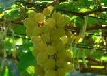 #Chenin Blanc Producers Central Coast California Vineyards 