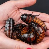 L' #UE autorise 4 % de poudre de larves dans la nourriture comme les huiles de vidange dans la mayo ! - MOINS de BIENS PLUS de LIENS