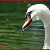 Le cygne