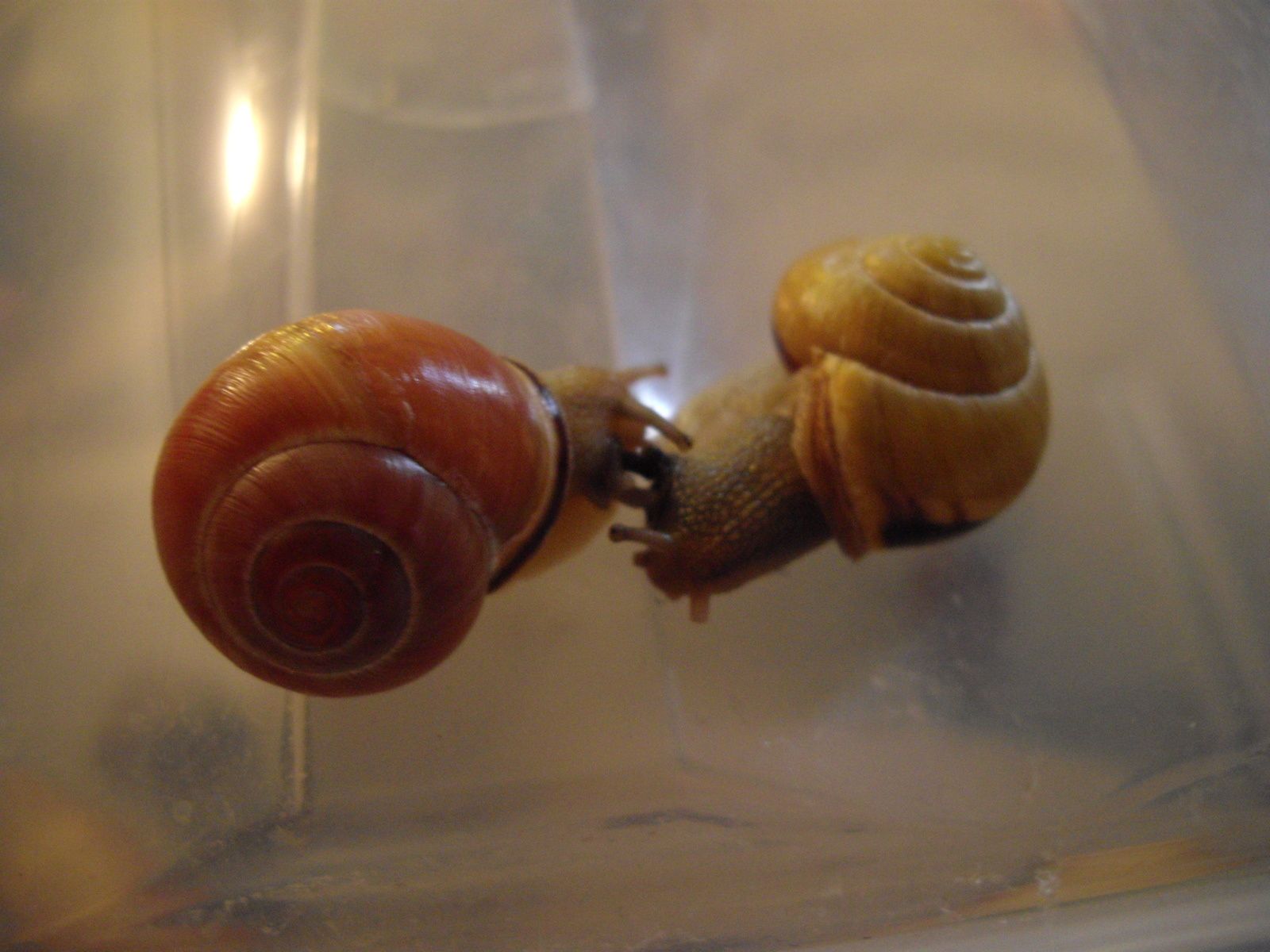 Couverture de l'article "Snail Porn ou petit traité de l'amour et de la sexualité chez les escargots"
