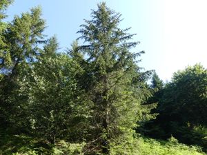 Col de Picotalen 25 Juin 20