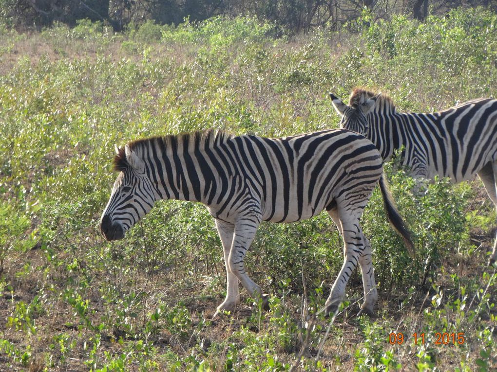 Mon voyage en Afrique du Sud  Nov.2015 :5e et 6e jour 