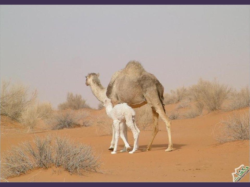 Le Désert - Images de toutes beauté