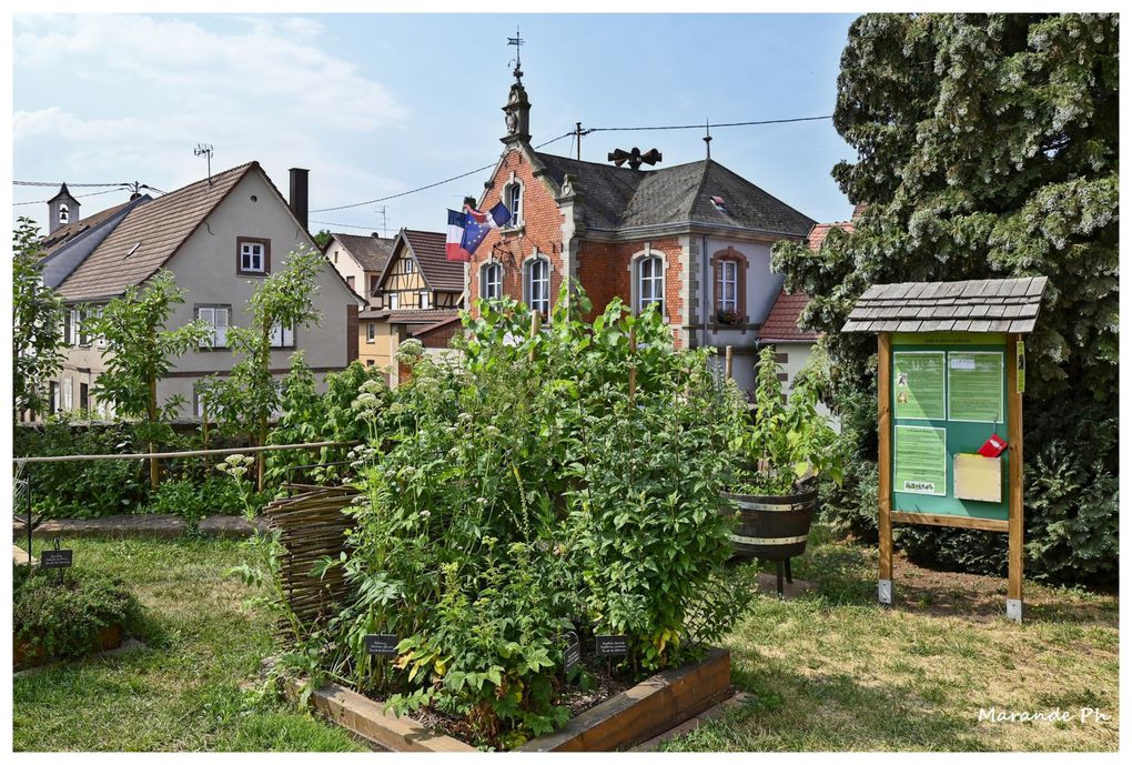 Le jardin de plantes médicinales à Hattmatt (67) au pied de l'église !