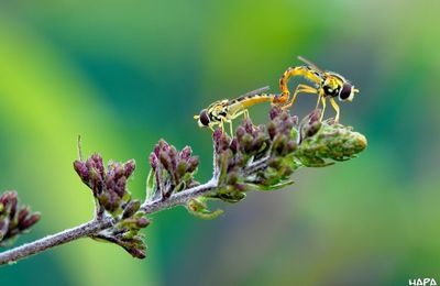 20/07/10 : Peuple du jardin