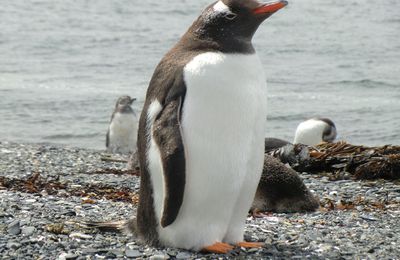 Ushuaïa – ils sont trop mignons ces petits pingouins !