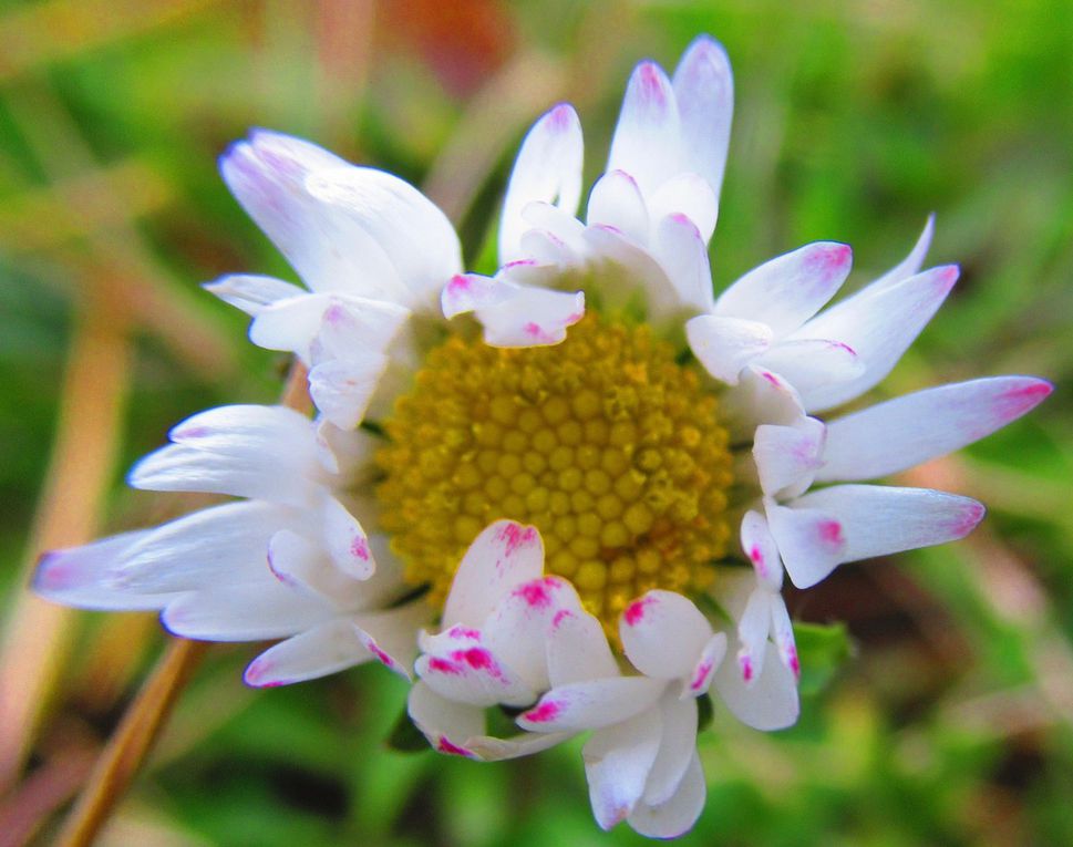 MINI-ATELIERS DE DECOUVERTE DES PLANTES SAUVAGES COMESTIBLES