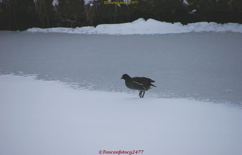 Février 2012 - Semaine de neige et de glace - Périgueux Dordogne