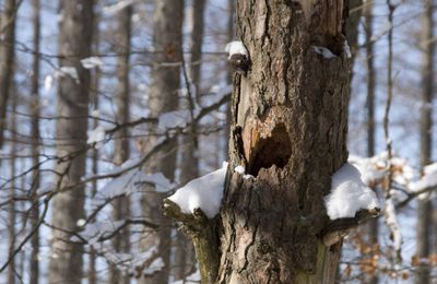 les habitants de la forêt